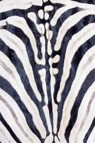 Plains zebra Print, naturliga zebra bakgrund svart vit — Stockfoto