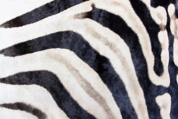 Impressão zebra planícies, tiro grande, fundo Zebra natural — Fotografia de Stock