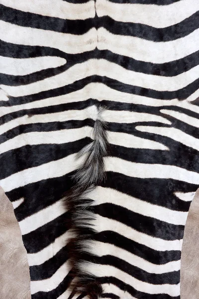 Impressão zebra planícies, tiro grande, fundo Zebra natural — Fotografia de Stock