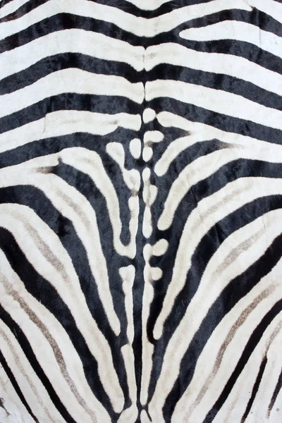 Ebenen Zebra-Print, natürlicher Zebra-Hintergrund schwarz weiß Stockbild