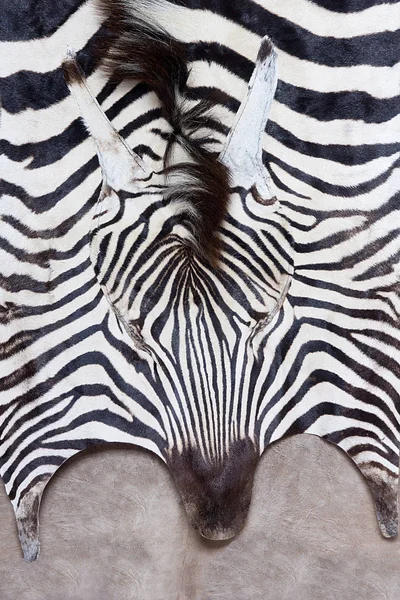 Gesicht, Kopf Zebradruck, großer Schuss, natürlicher Zebrahintergrund Stockfoto