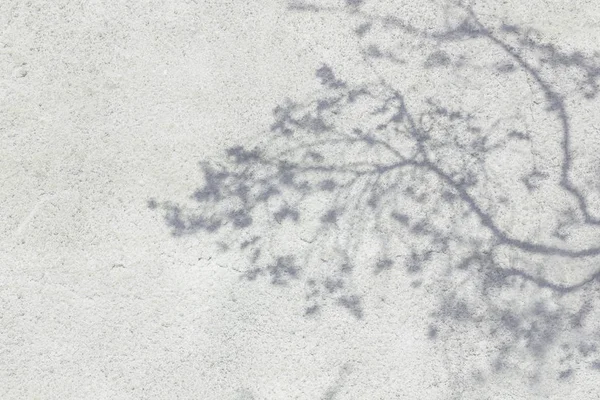 Sombra de hojas reflejada en la pared blanca — Foto de Stock