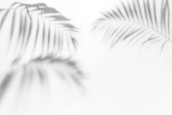 Schatten von Palmen an einer weißen Wand lizenzfreie Stockbilder