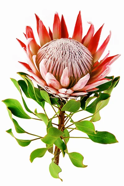 Rote Protea, isoliert auf weißem Hintergrund Protea-Pflanze für Hintergrund isoliert auf weißem Hintergrund Stockfoto