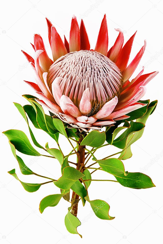 Red protea, isolated on white background protea plant for background isolated on white