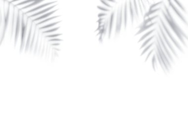 Palmiye ağaçlarının gölgeleri beyaz bir duvarda