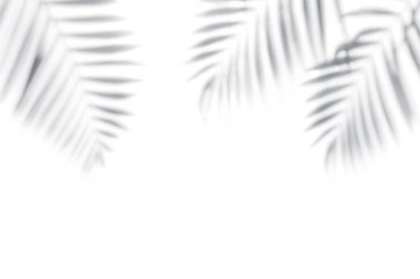 Palmiye ağaçlarının gölgeleri beyaz bir duvarda