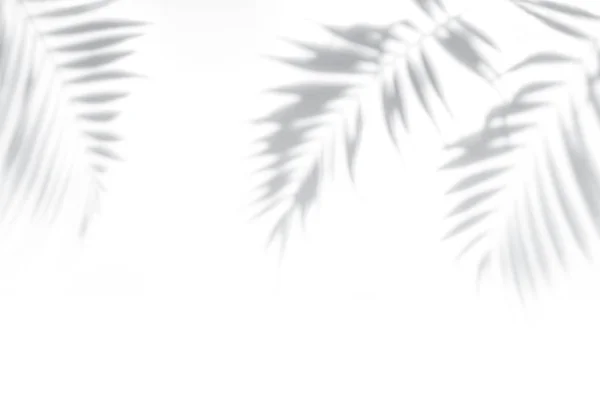 Shadows from palm trees on a white wall — Stock Photo, Image