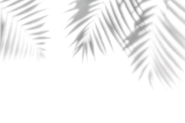 Shadows from palm trees on a white wall — Stock Photo, Image