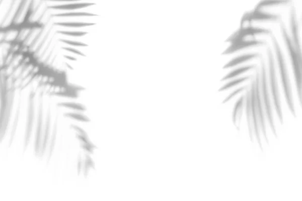 Schatten von Palmen an einer weißen Wand lizenzfreie Stockfotos