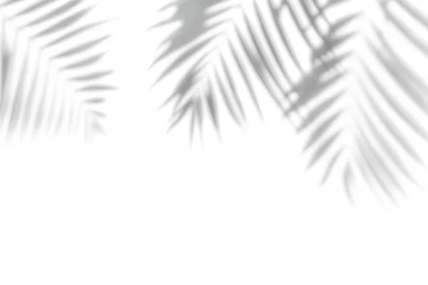 Schatten von Palmen an einer weißen Wand Stockbild