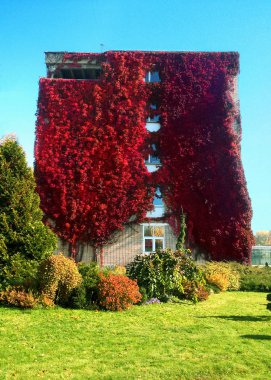 kırmızı bir bağ ile kaplı dört katlı bir evin duvarı