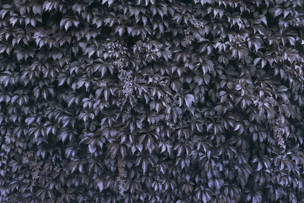 Dark Black leaves background, wild vine, trends — Stock Photo, Image