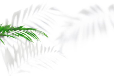 Palmiye ağaçlarının gölgeleri beyaz bir duvarda