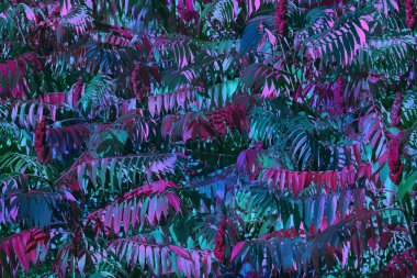 Mavi ve pembe zümrüt yaprakları, arka plan. Modern çiçek dokusu