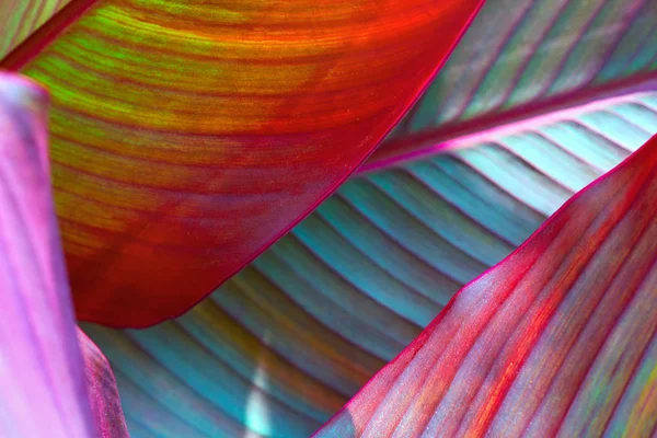 Fond, coloré, feuilles, illuminé, par, soleil, gros plan, macro — Photo