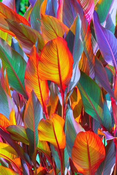 Sfondo, colorato, foglie, illuminato, da, sole, grande colpo — Foto Stock