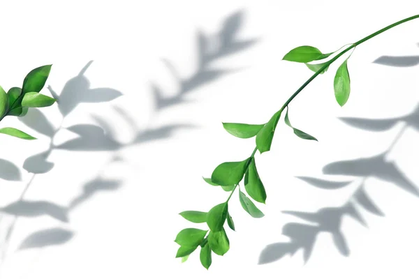 Galhos com folhagem verde e sombras sobre um fundo branco — Fotografia de Stock