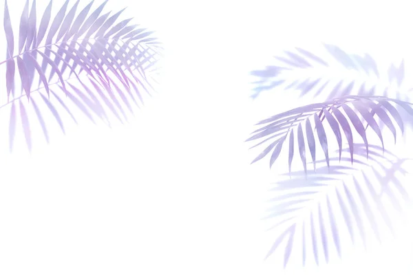 紫色，深红色棕榈叶在白色背景，单一元素隔离在白色背景，异国情调的植物 — 图库照片