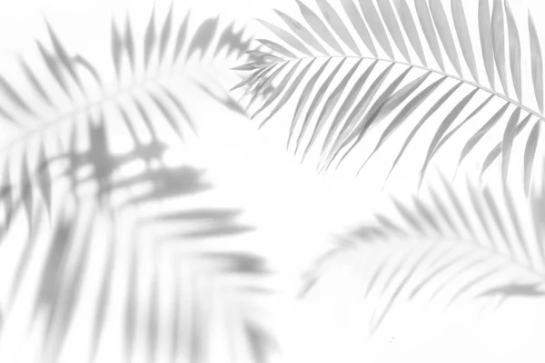 The shadow of the palm leaves black and white monochrome image. — Stock Photo, Image