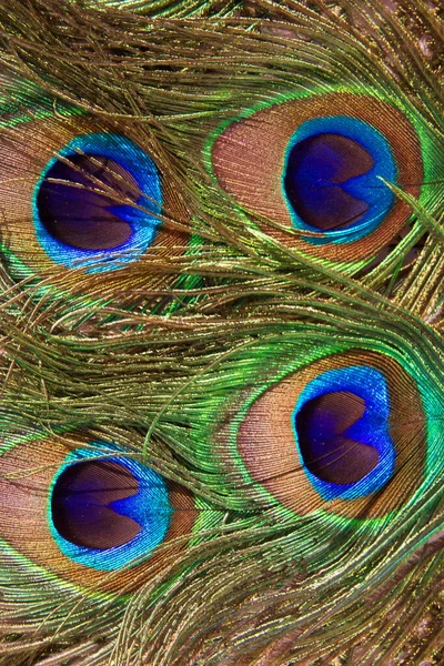 Яркие блестящие перья павлина, освещенные солнцем, фон — стоковое фото