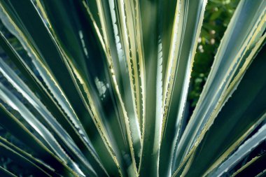 Sivri uçlu agave yaprakları bir araya toplanmış. Doğal soyut arkaplan.