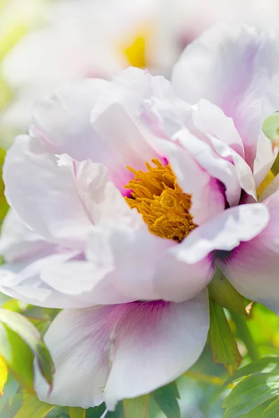 Şakayık Bahçesinde Beyaz Önlük Çiçek Açar — Stok fotoğraf