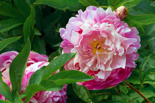 Grande pivoine rose avec un centre jaune dans le feuillage. Feuillage luxuriant et fleur voyante. — Photo