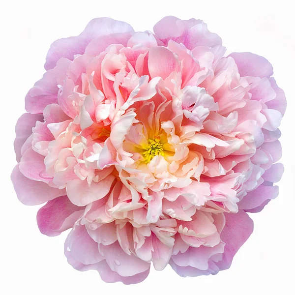 Pink Purple Peony Isolated White — Stock Photo, Image