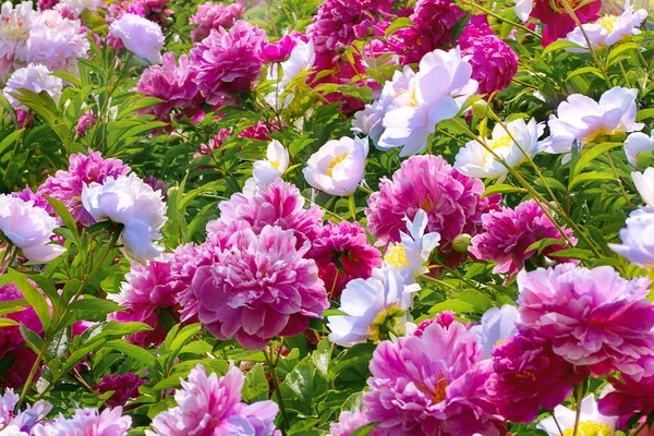 Pivoines Blanches Roses Balançant Dans Vent Éclairé Par Soleil — Photo