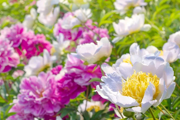 Pivoines Blanches Roses Balançant Dans Vent Éclairé Par Soleil — Photo