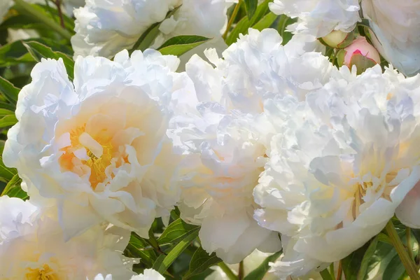 Buisson de pivoines blanches, avec un centre jaune éclairé par le soleil brillant — Photo