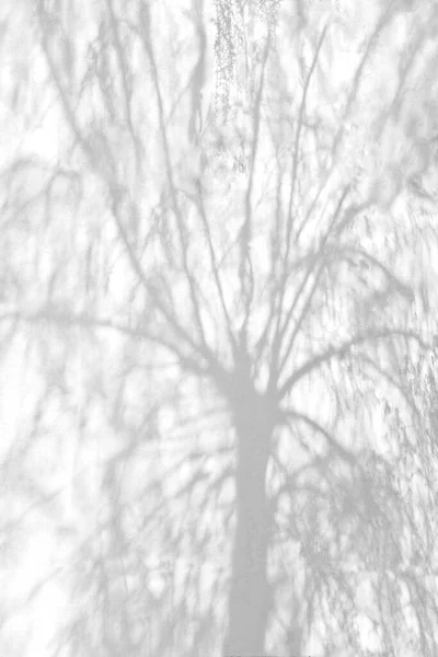 Sombras de árvores em uma parede rebocada — Fotografia de Stock