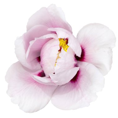 Beyaz arkaplandaki şakayık beyaz melezi izole edildi