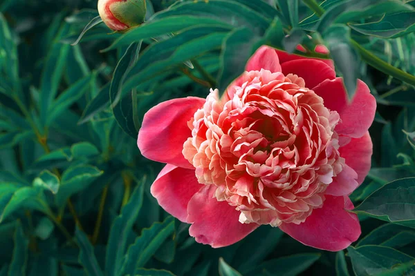 Pivoine écarlate parmi les feuilles vertes dans le jardin — Photo