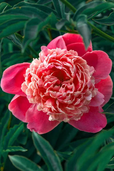 Pivoine écarlate parmi les feuilles vertes dans le jardin — Photo