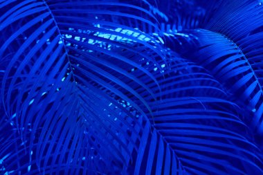 Palmiye ağaçlarının büyük yaprakları Hindistan cevizi mavisi palmiye yaprağı, doğal tropikal arkaplan