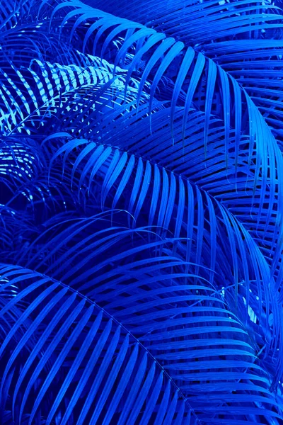 Große Blätter Der Palmen Kokosnuss Blaues Palmenblatt Natürlicher Tropischer Hintergrund — Stockfoto