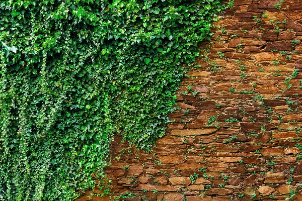 Old red wall covered with leaves of green vineyard — Stock Photo, Image