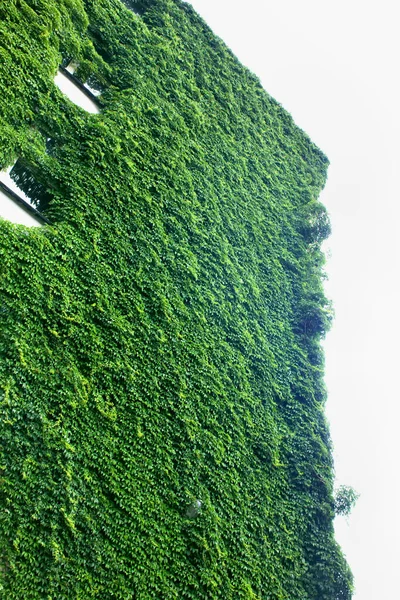 Vines crawling up the corner with sky background. — Stock Photo, Image