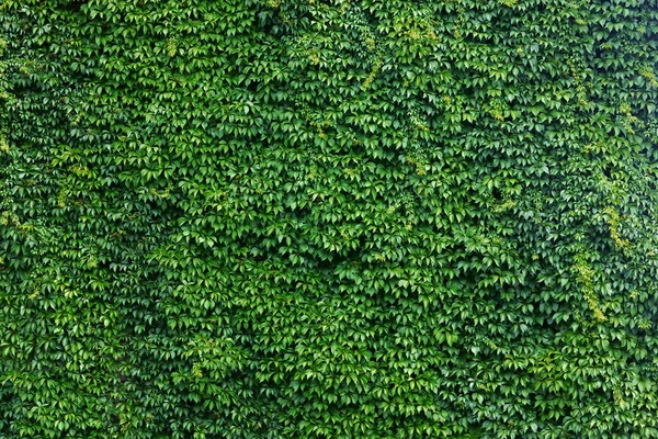 Horizontal wall completely covered with wild vineyard — Stock Photo, Image