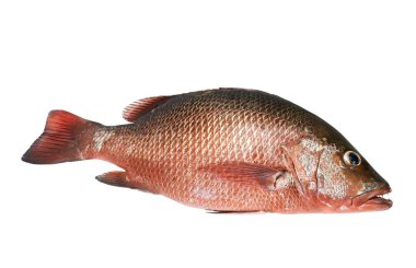 ticari değeri bir gıda, özellikle balıktır kırmızımsı bir deniz balıkları.