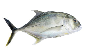 Dev yıldızı ya da dev trevally, olarak whitebackground alçakgönüllü trevally.