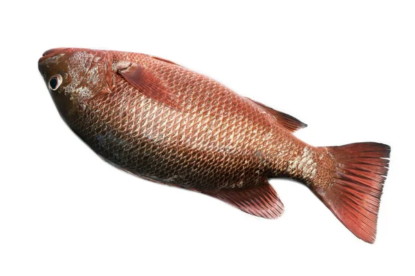 Načervenalé Mořské Ryby Která Obchodní Hodnoty Jako Ryby Jídlo Zejména — Stock fotografie