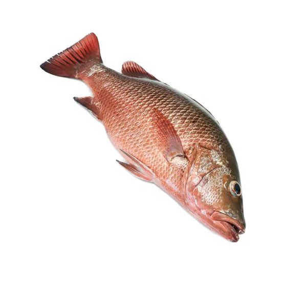 Ένα Κοκκινωπό Θαλάσσιο Ψάρι Που Είναι Εμπορική Αξία Ένα Ψάρι — Φωτογραφία Αρχείου