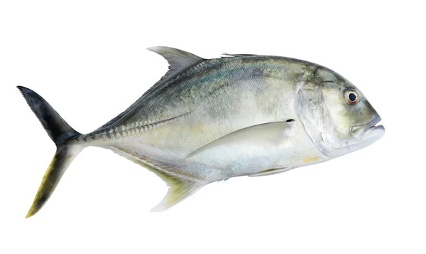 Rieseneisfisch Oder Riese Trevally Niedrig Trevally Auf Weißem Grund — Stockfoto
