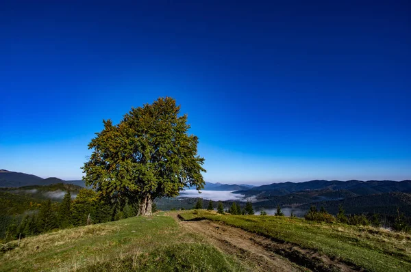 Schöner Baum in den Karpaten — Stockfoto
