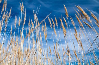 kuru çimenler mavi gökyüzüne karşı