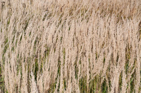 Feld mit getrocknetem Gras — Stockfoto