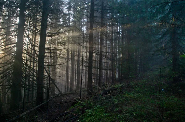 Sonnenstrahlen im Wald — Stockfoto